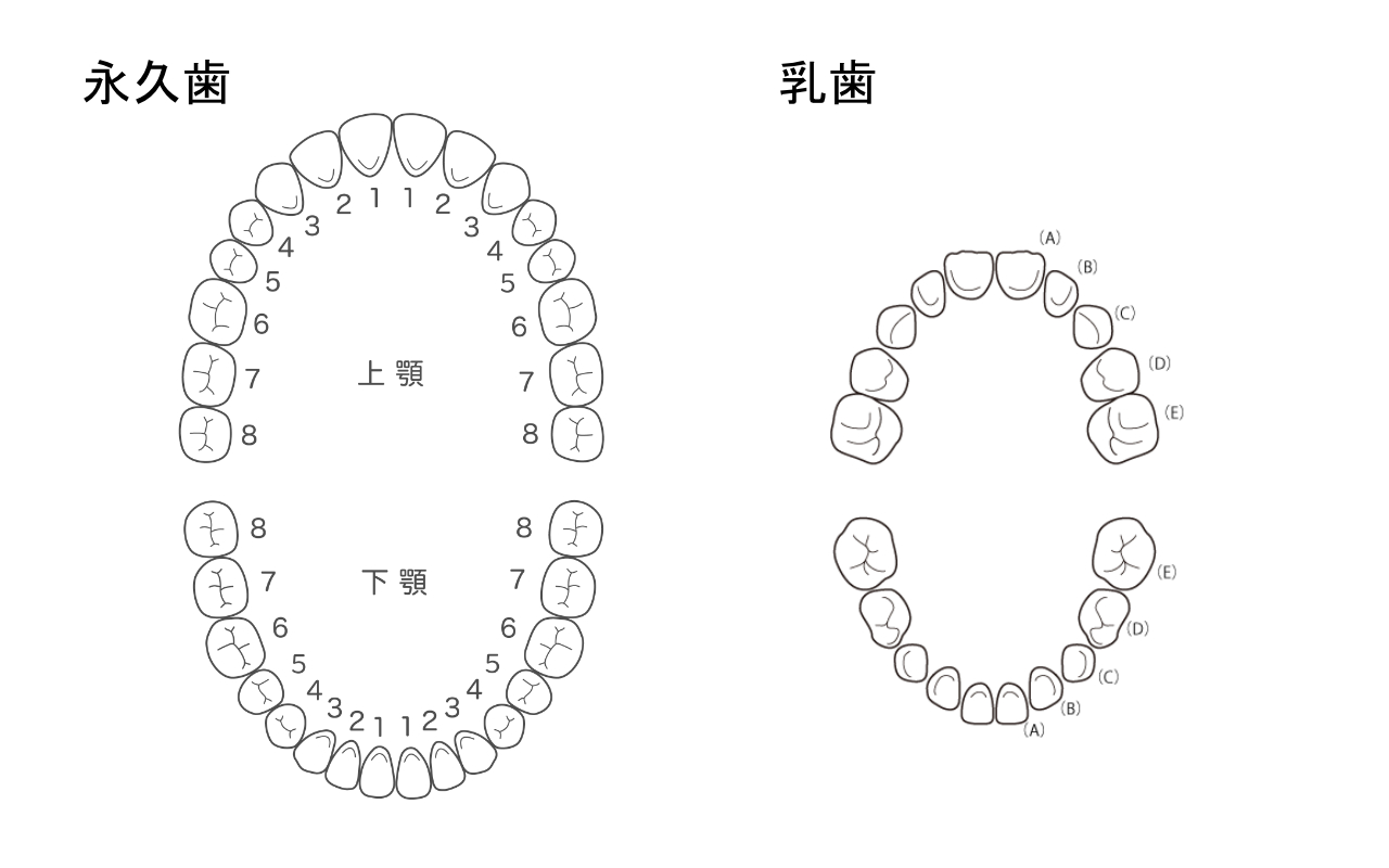 学校の歯科検診と気になる専門用語 - WHITIA南烏山IS歯科